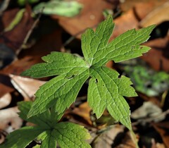 Anemonastrum canadense