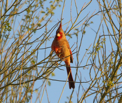 Cardinalis sinuatus