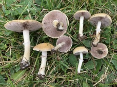 Stropharia coronilla