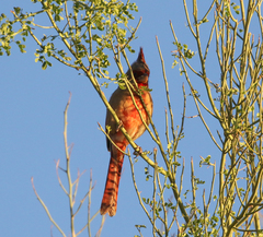 Cardinalis sinuatus