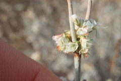 Eriogonum wrightii trachygonum