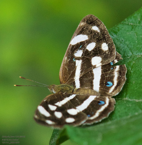 Four-spotted Sailor photo 3