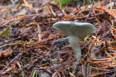Clitocybe odora pacifica