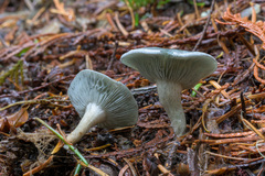 Clitocybe odora pacifica
