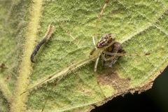 Thwaitesia nigronodosa