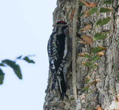 Sphyrapicus nuchalis