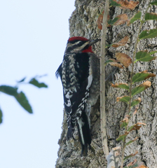 Sphyrapicus nuchalis