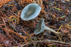 Clitocybe odora pacifica