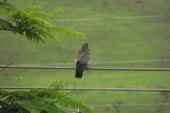 Patagioenas picazuro