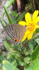 Jamides celeno aelianus