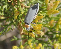 Epicauta wheeleri