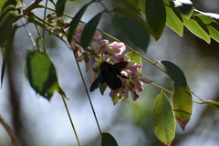 Xylocopa