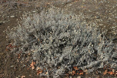 Eriogonum wrightii trachygonum