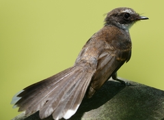 Rhipidura javanica