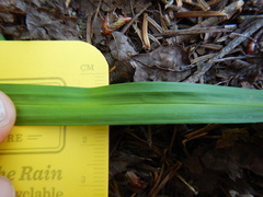 Carex arctata