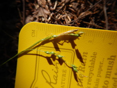 Carex arctata