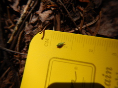Carex arctata