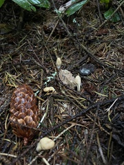 Trichoderma leucopus