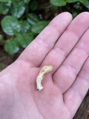 Trichoderma leucopus