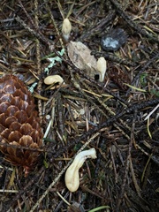 Trichoderma leucopus