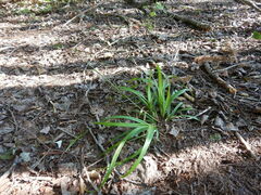 Carex arctata