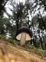 Pluteus exilis