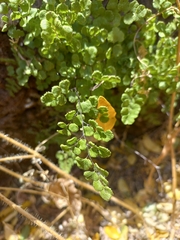 Adiantum chilense