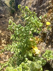 Adiantum chilense