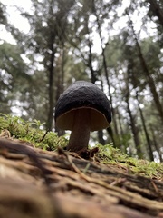 Pluteus exilis