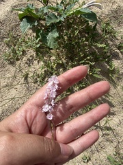 Boerhavia xantii