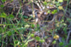 Rhynchospora microcarpa