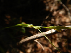 Carex laxiflora