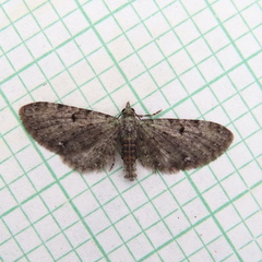 Eupithecia miserulata