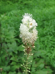 Actaea racemosa