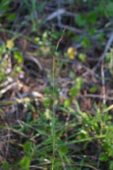 Rhynchospora microcarpa
