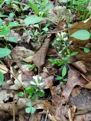 Obolaria virginica