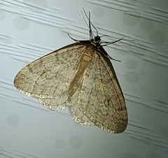 Operophtera bruceata
