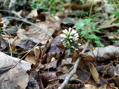 Obolaria virginica