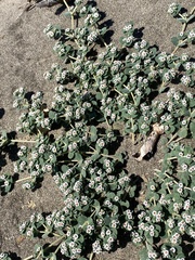 Euphorbia leucophylla