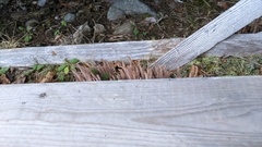 Alloclavaria purpurea