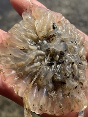 Clavelina