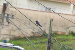 Pygochelidon cyanoleuca