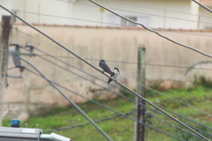 Pygochelidon cyanoleuca