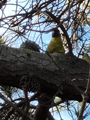 Platycercus caledonicus