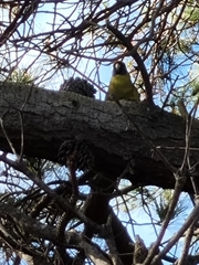 Platycercus caledonicus