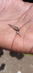 Poecilia reticulata