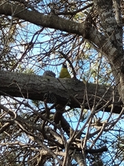 Platycercus caledonicus