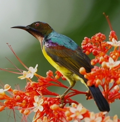 Anthreptes malacensis