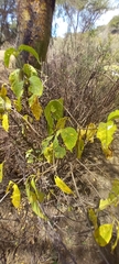 Plagianthus regius