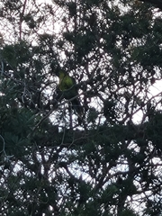 Platycercus caledonicus